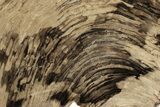 Polished Oligocene Petrified Wood (Pinus) - Australia #247840-1